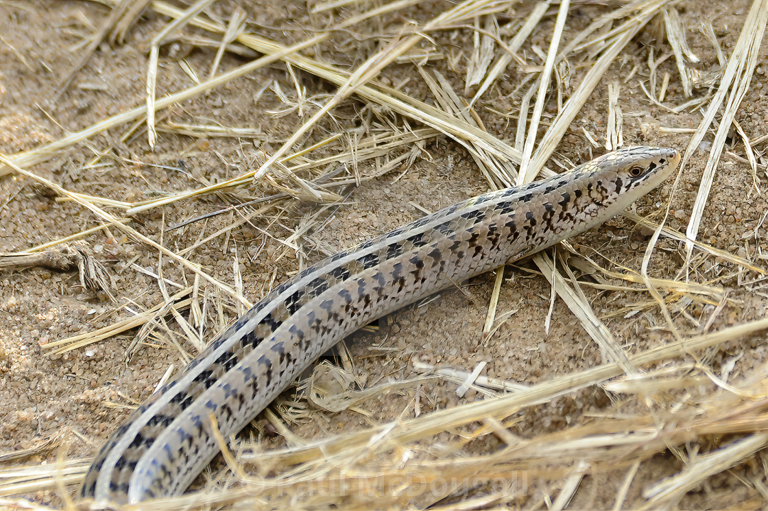 "Western Serpentiform Skink" stock image