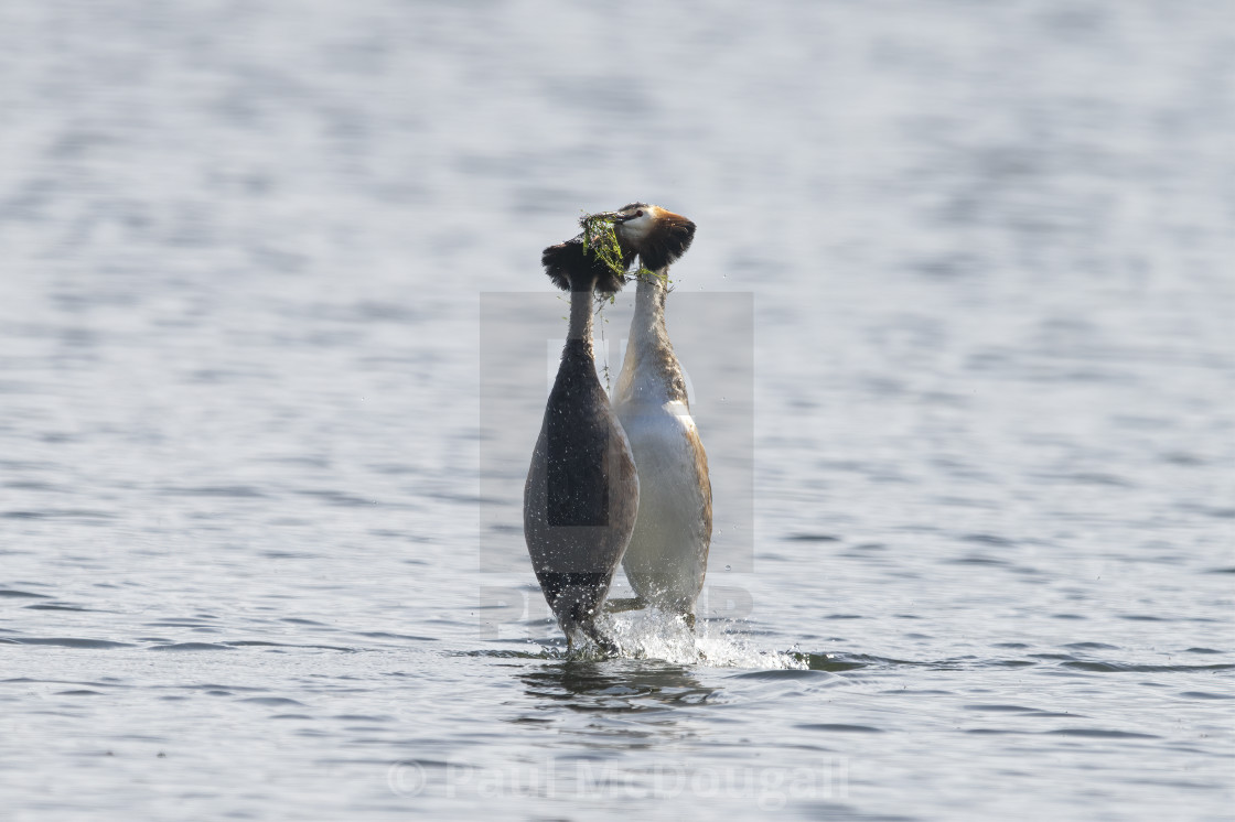 "Great Crested Grebe Courtship" stock image