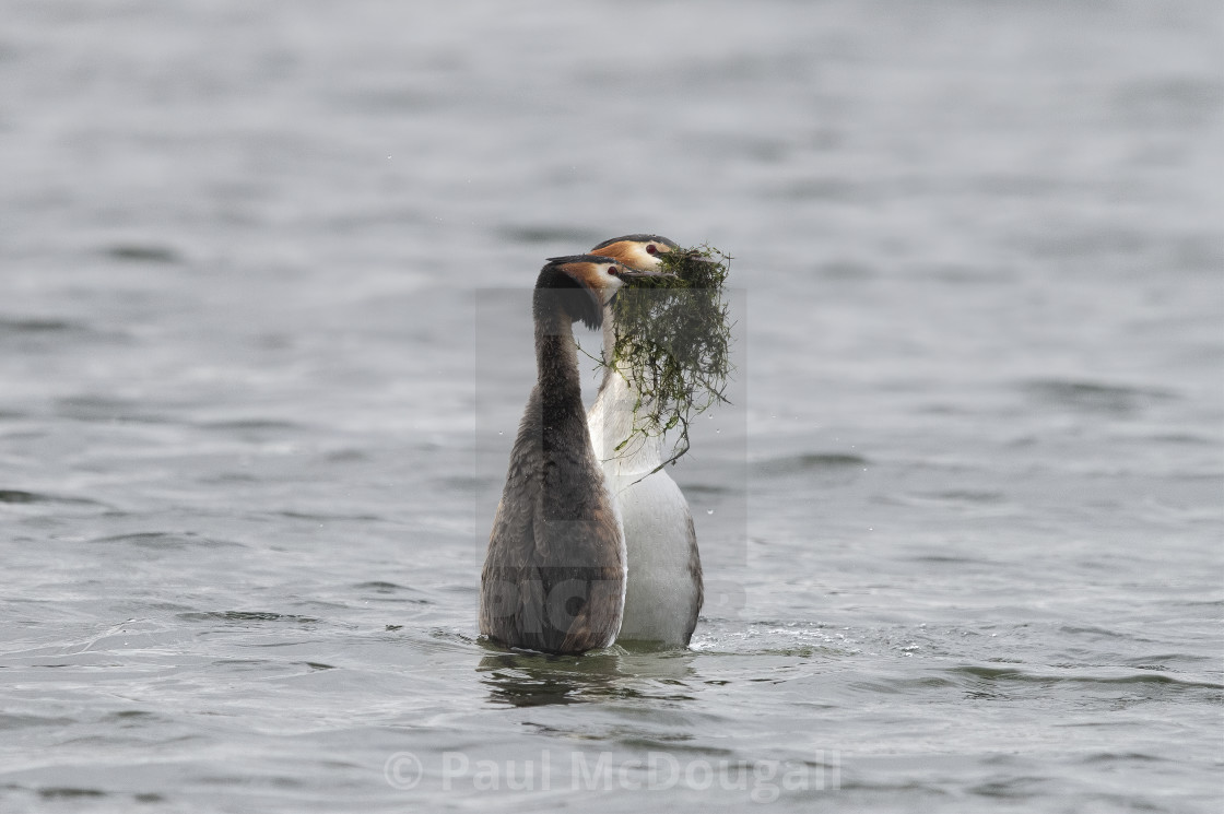 "Great Crested Grebe Courtship" stock image