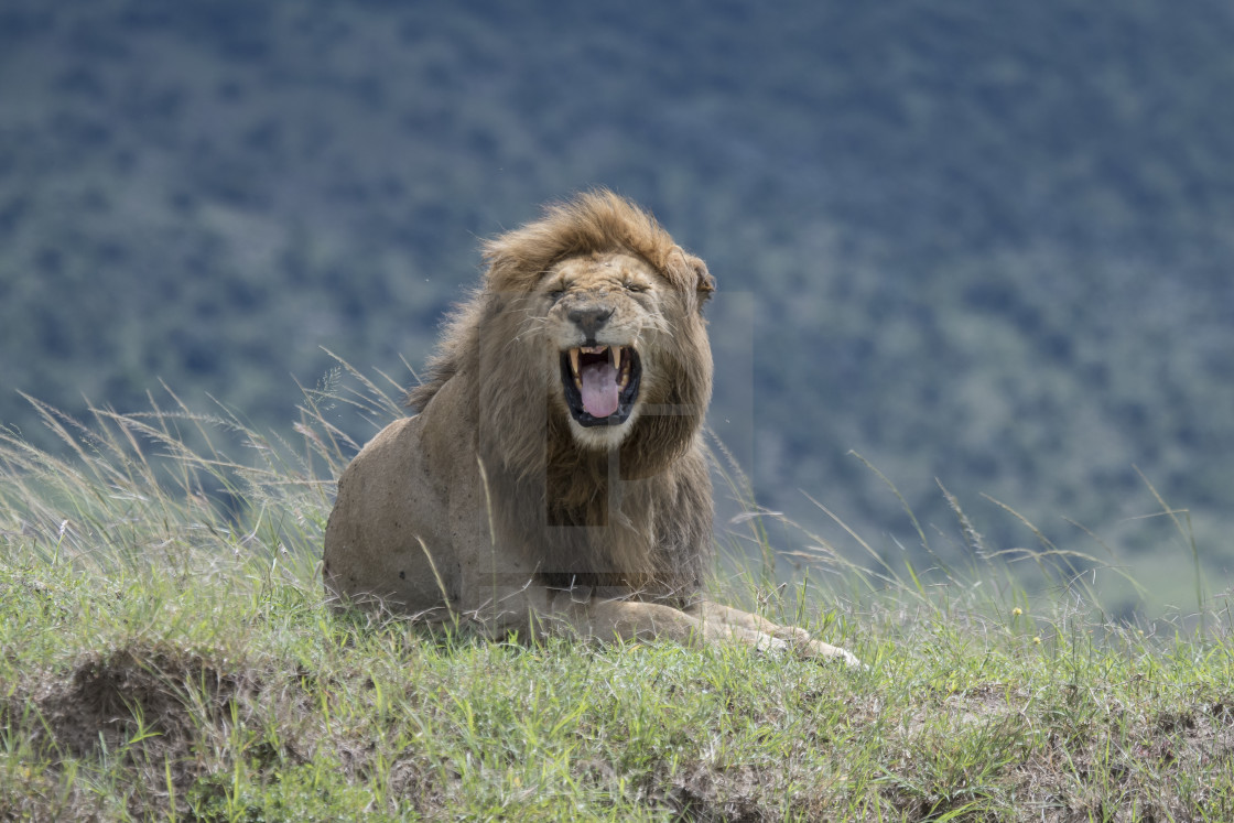 "Male Lion" stock image