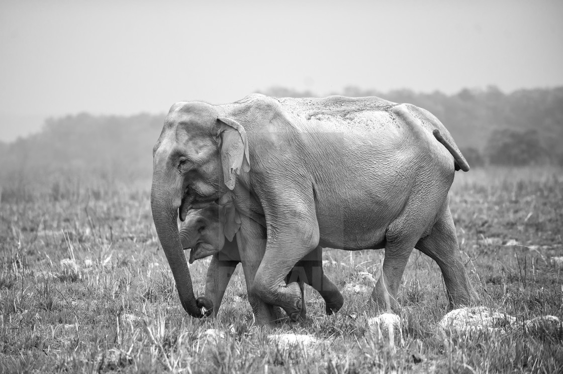 "Asian Elephants" stock image