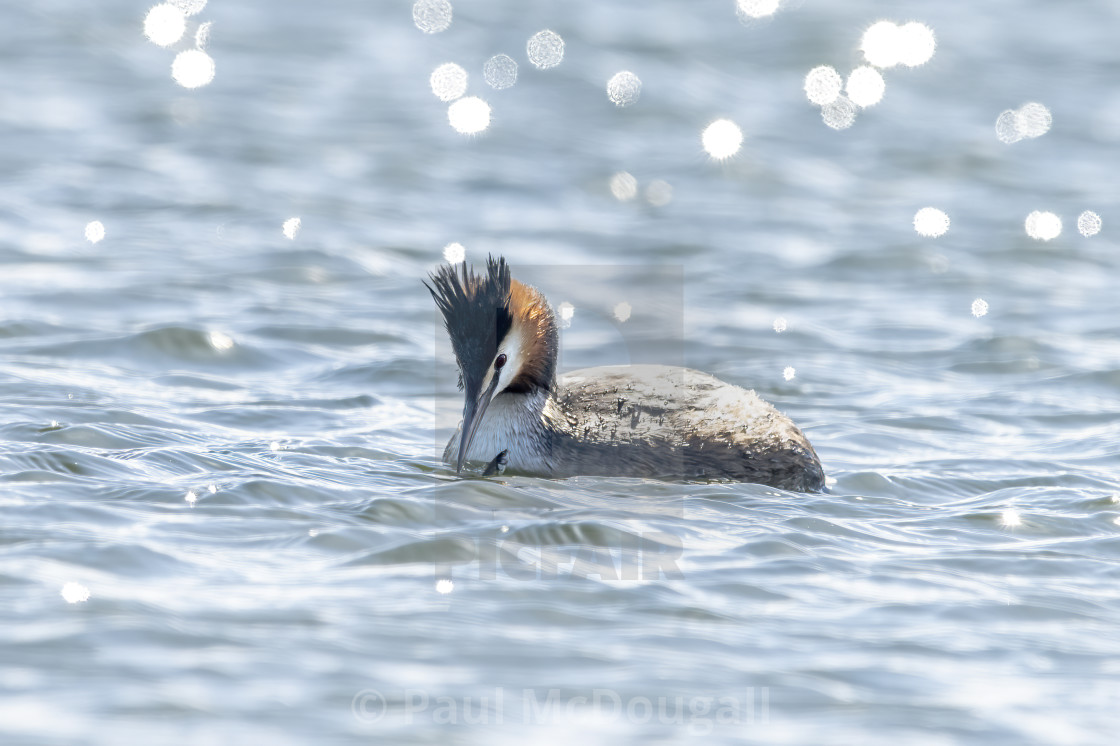 "The Grebe and the Fish" stock image