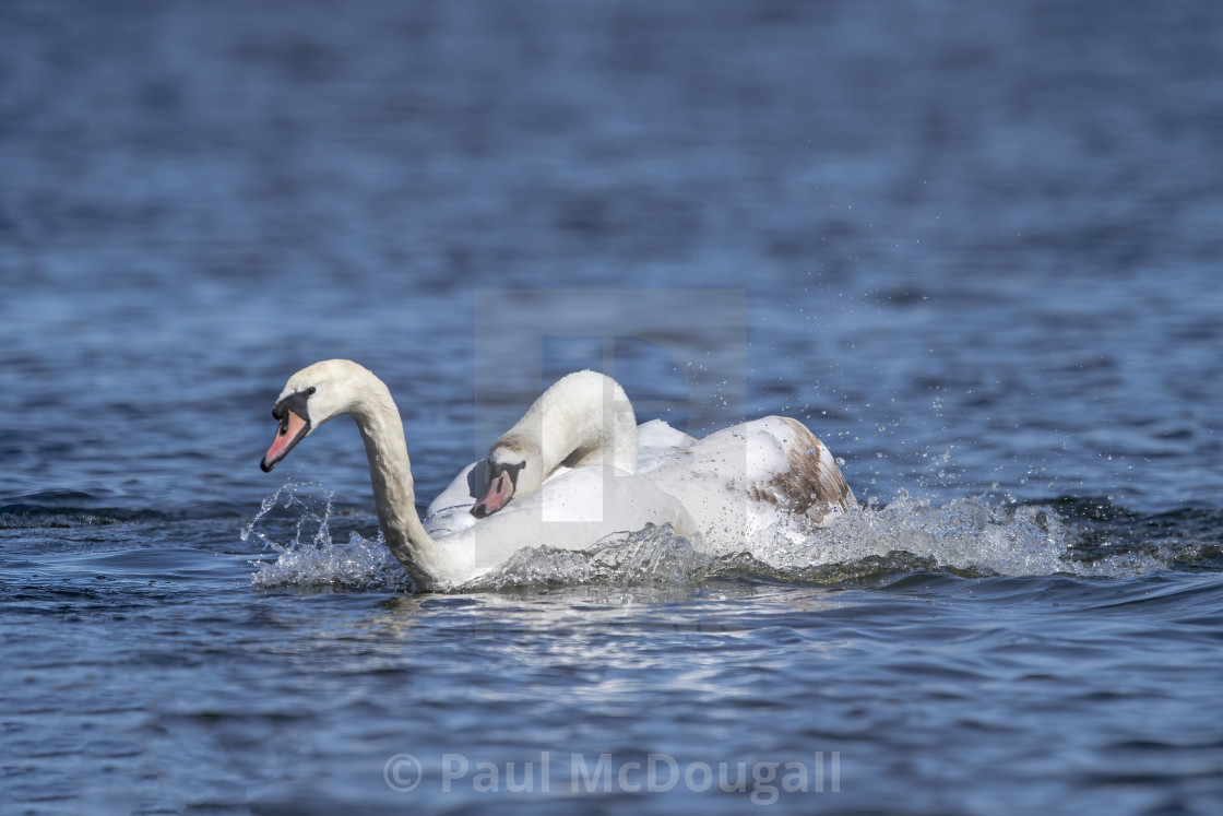 "Fighting Mute Swans" stock image