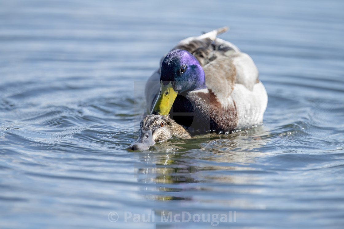 "Mating Mallards" stock image