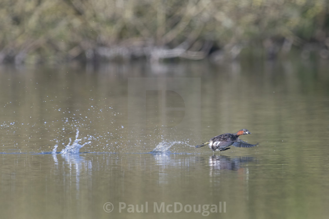 "Running on Water" stock image