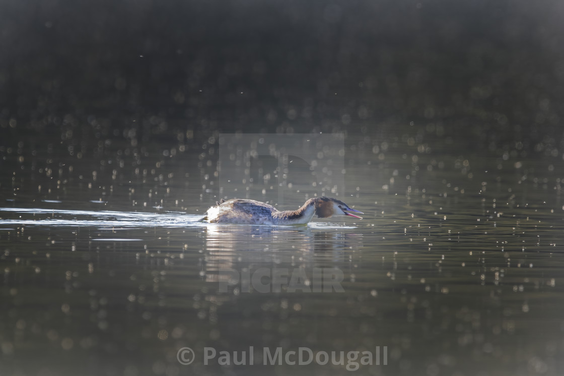 "Great Crested Grebe" stock image