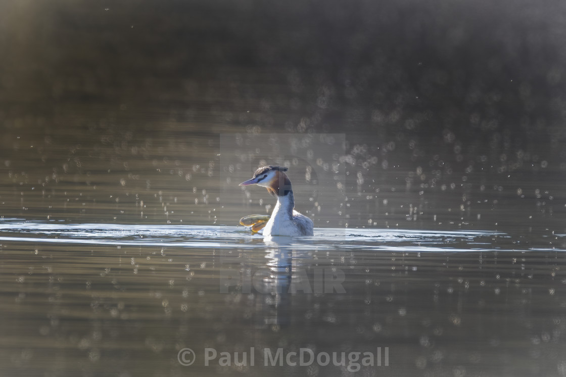 "Great Crested Grebe" stock image