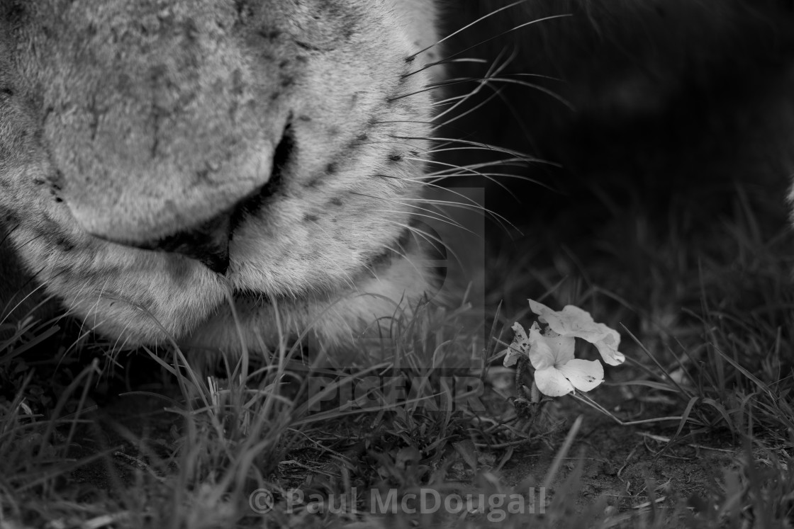 "The Lion and the Flower" stock image