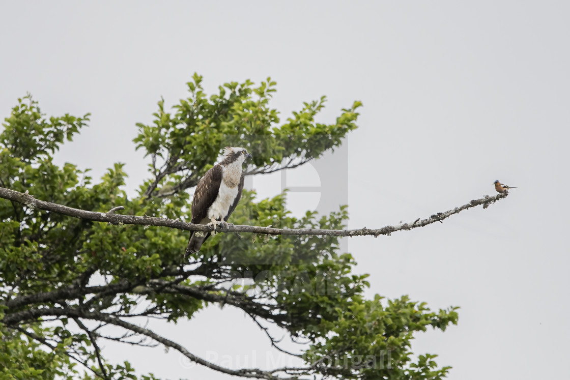 "The Osprey and the Chaffinch" stock image