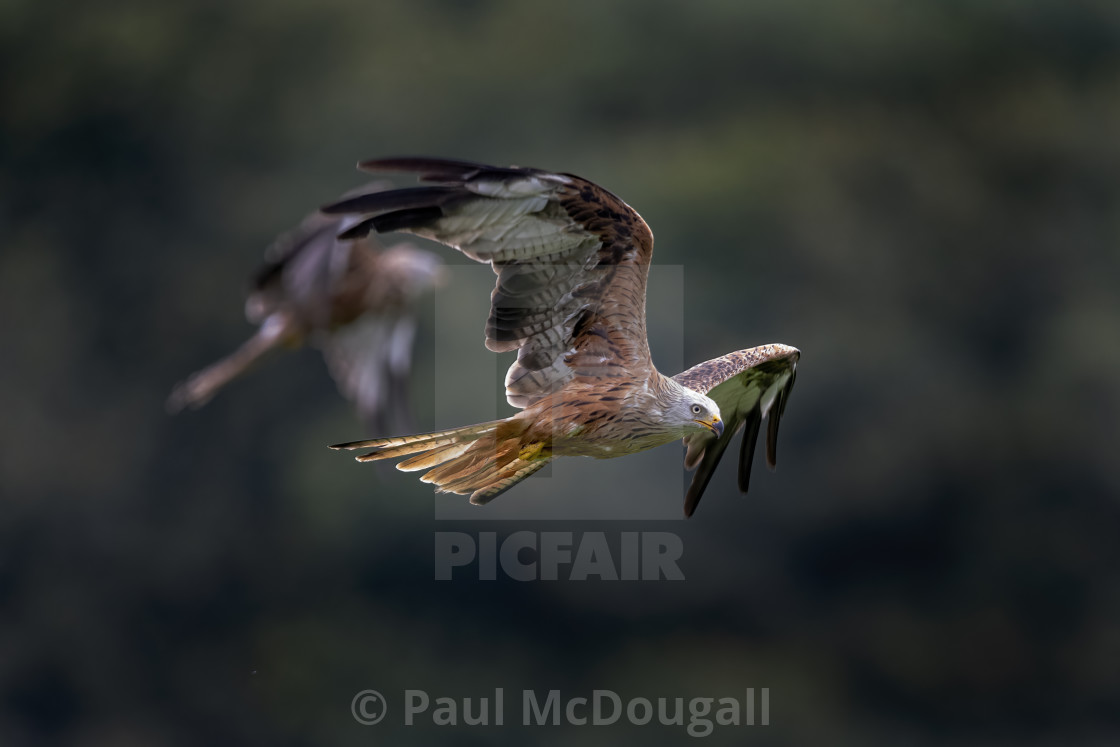 "Red Kites" stock image