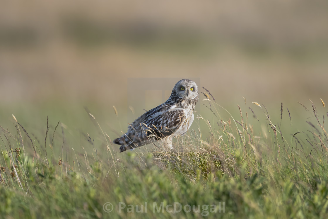 "Short Eared Owl" stock image