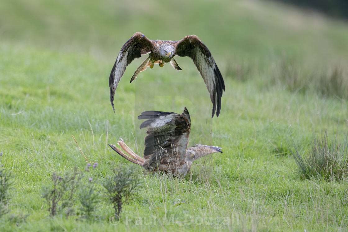 "Red Kites Feeding" stock image