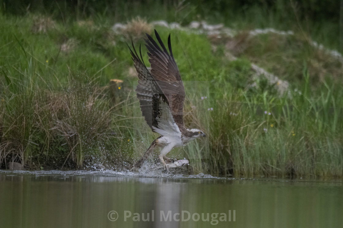 "Osprey Fishing" stock image