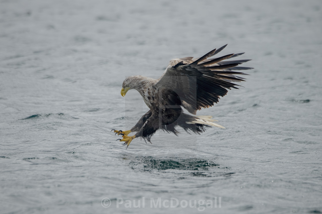 "White Tailed Eagle" stock image