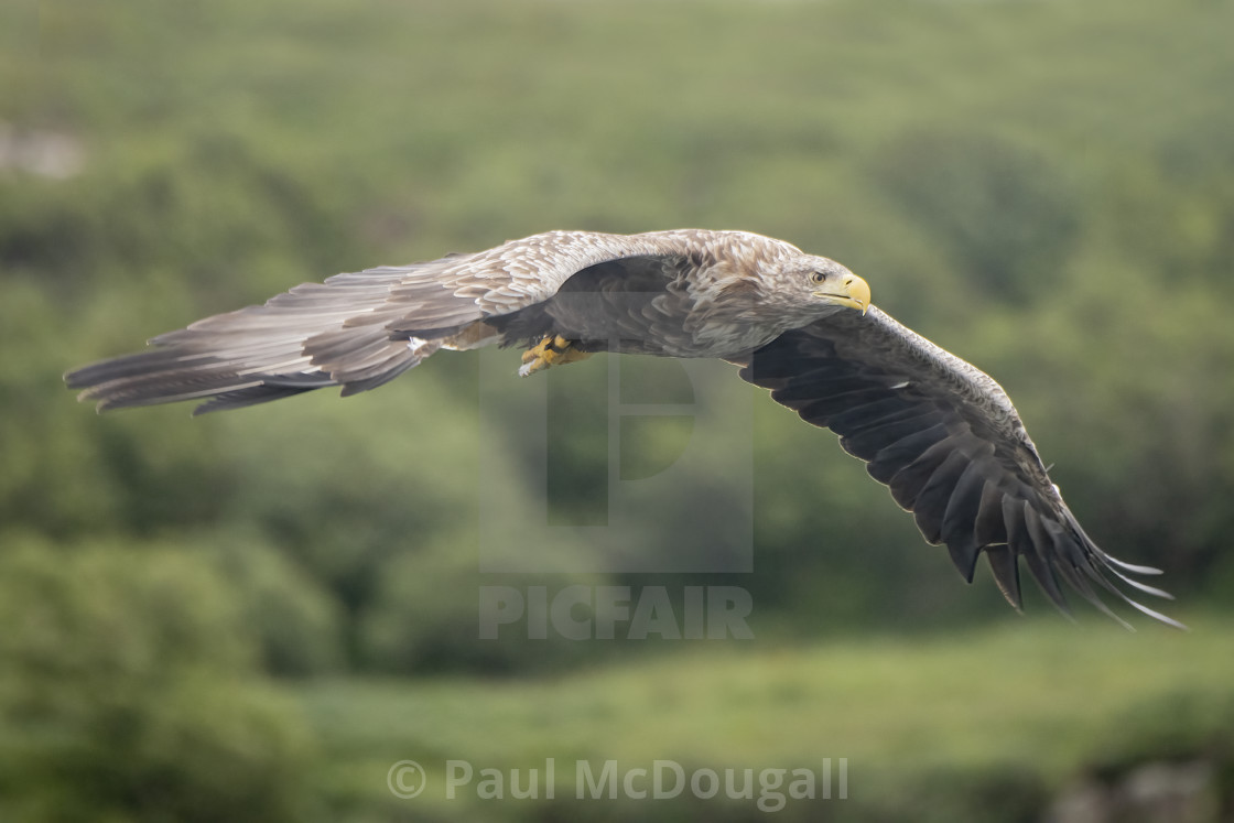 "White Tailed Eagle" stock image