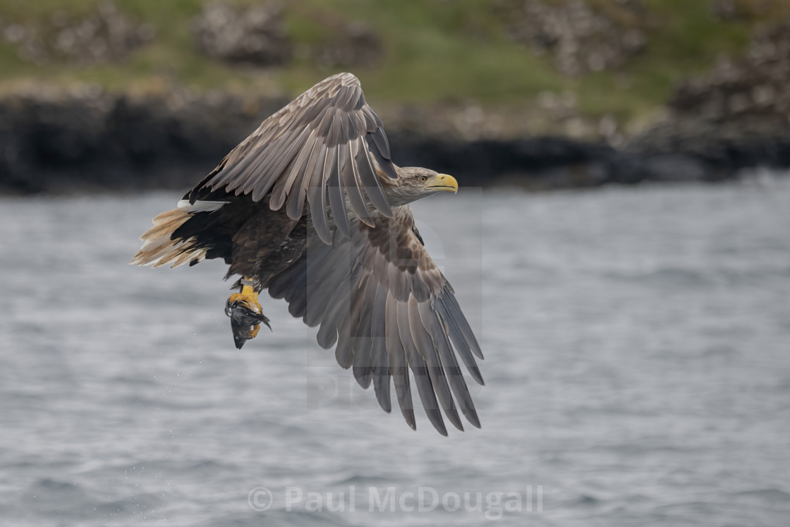 "White Tailed Eagle" stock image