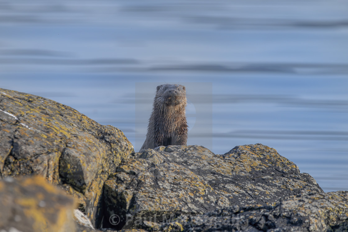 "Otter" stock image