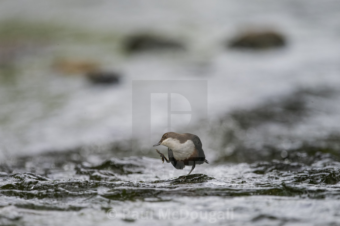 "Dipper" stock image