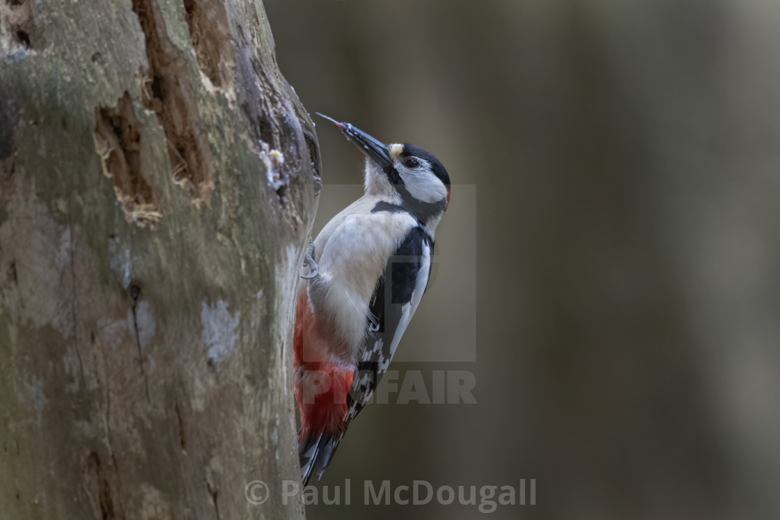 "Great Spotted Woodpecker" stock image