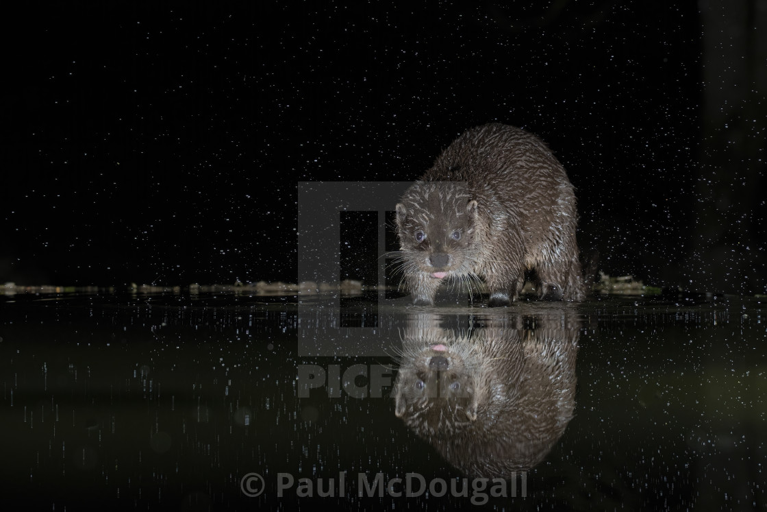 "An Otter at night" stock image