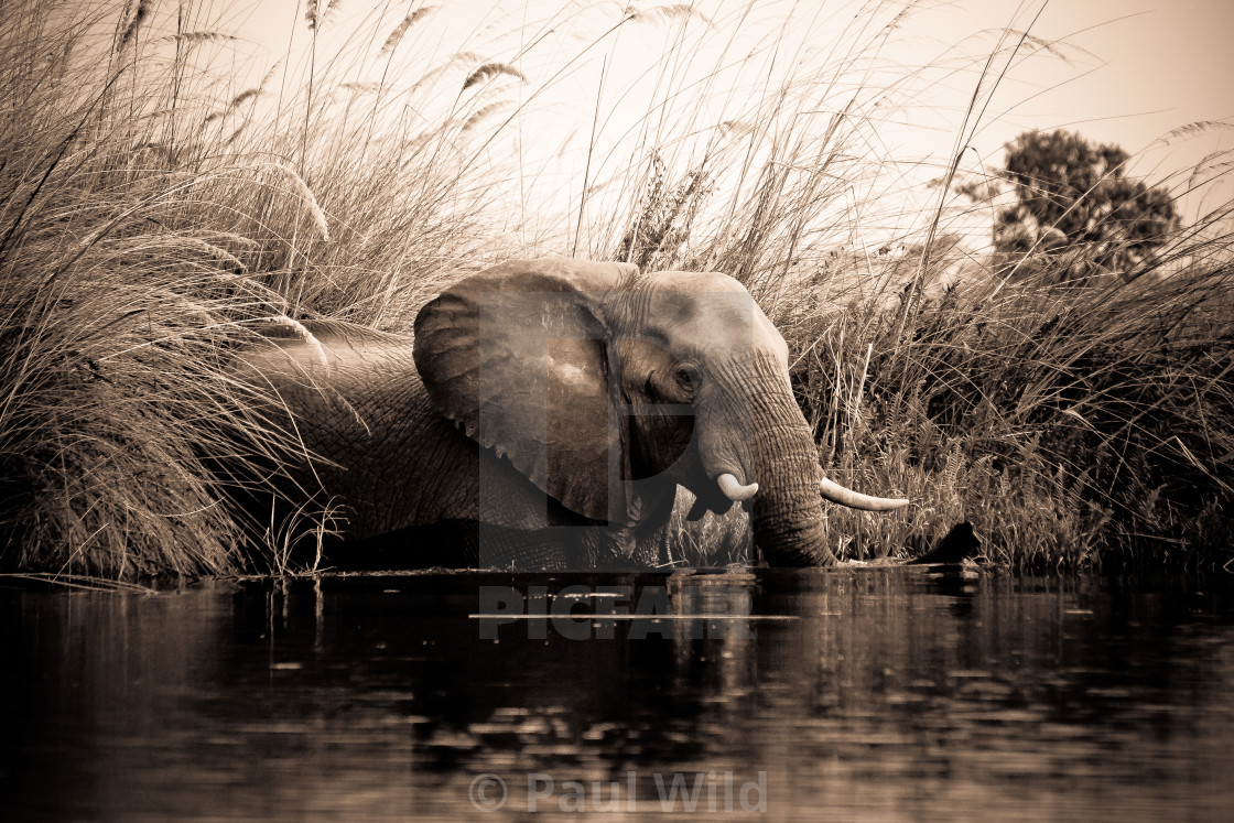 "Elephant Crossing" stock image