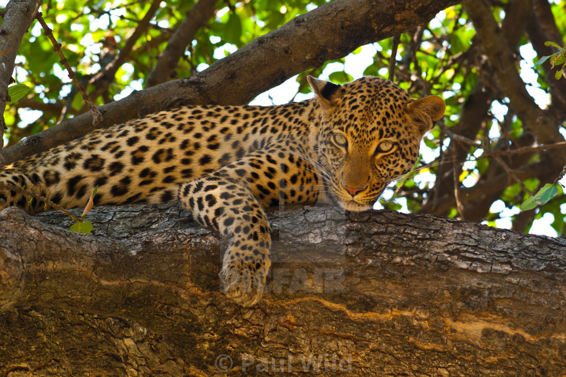 "Leopard in a Tree" stock image