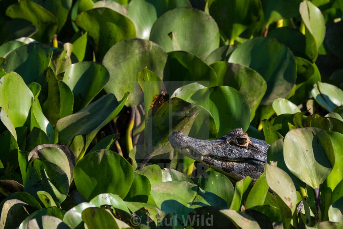 "Caiman in the Weeds" stock image