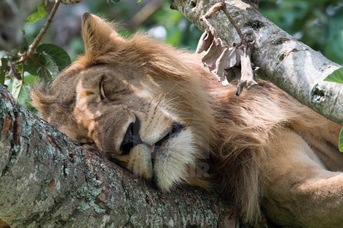 "Fast Asleep" stock image