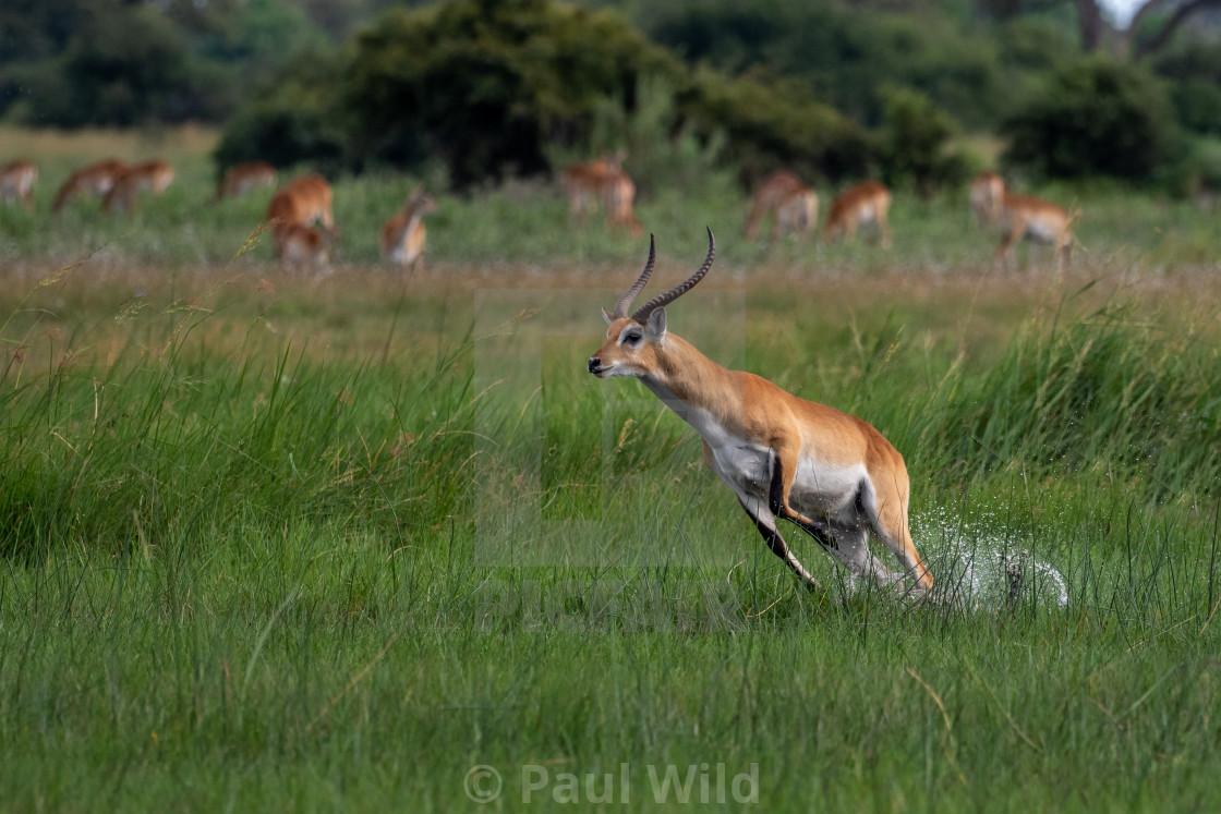 "Leaping Lechwe⁠" stock image