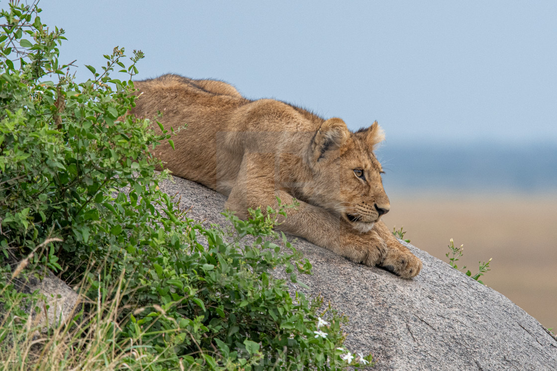 "Deep In Thought" stock image