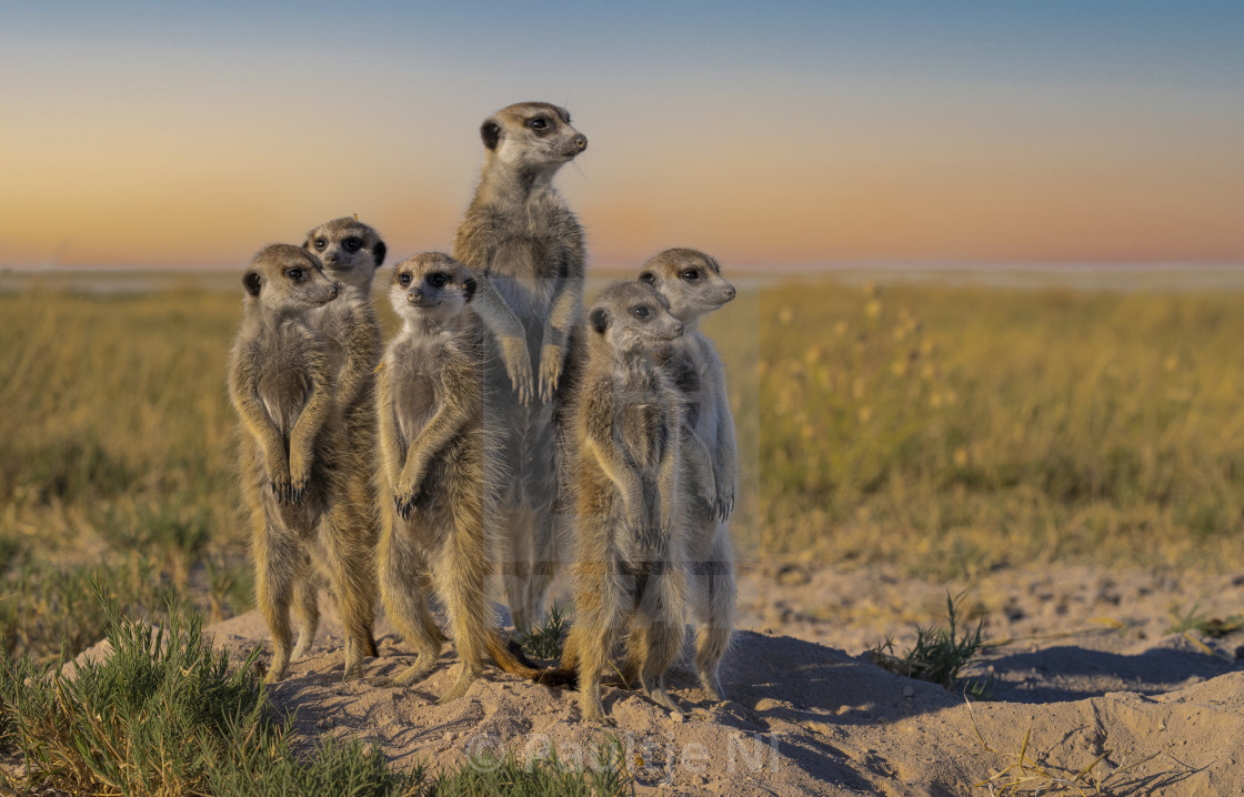 "Meerkat Family Photo ❣" stock image