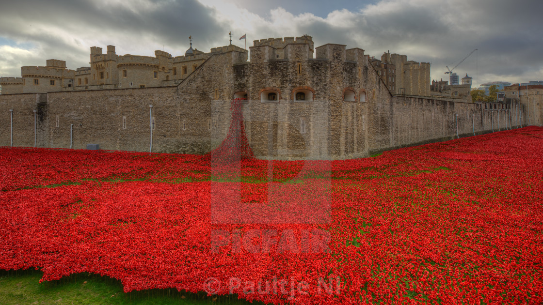 "WW1 commemorations: ceramic poppies planted at Tower of London" stock image