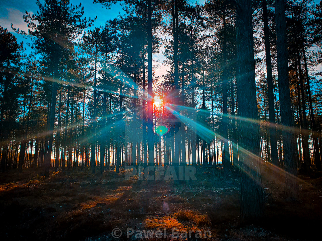 "Sun rays in the forest" stock image