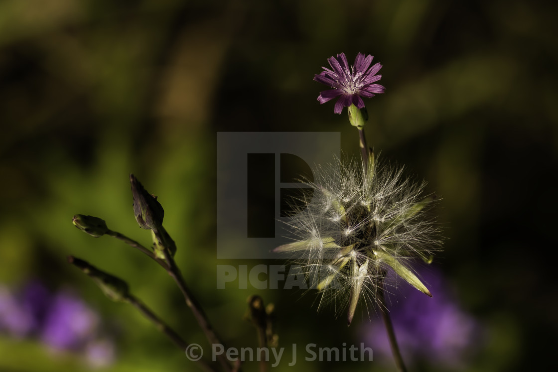 "Waiting on the Breeze" by Penny J Smith - $12.13 "Waiting on the Breeze" stock image