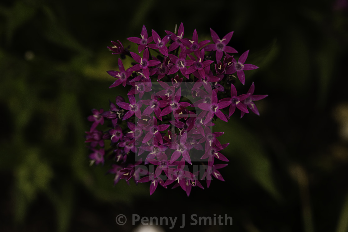 "Blooming Away" by Penny J Smith - $12.69 "Blooming Away" stock image