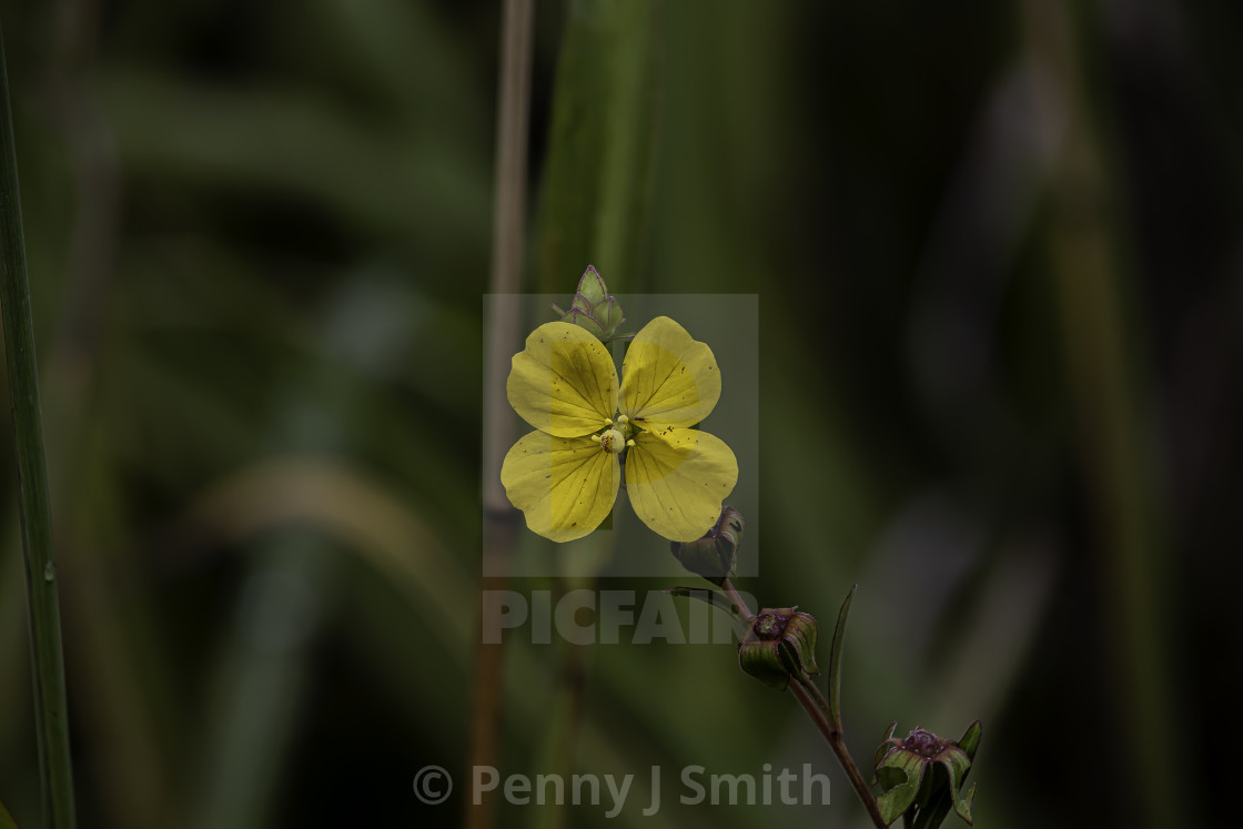 "Petals of Yellow" by Penny J Smith - $12.13 "Petals of Yellow" stock image