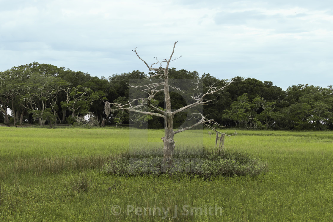 "Standing Alone" by Penny J Smith - $12.13 "Standing Alone" stock image