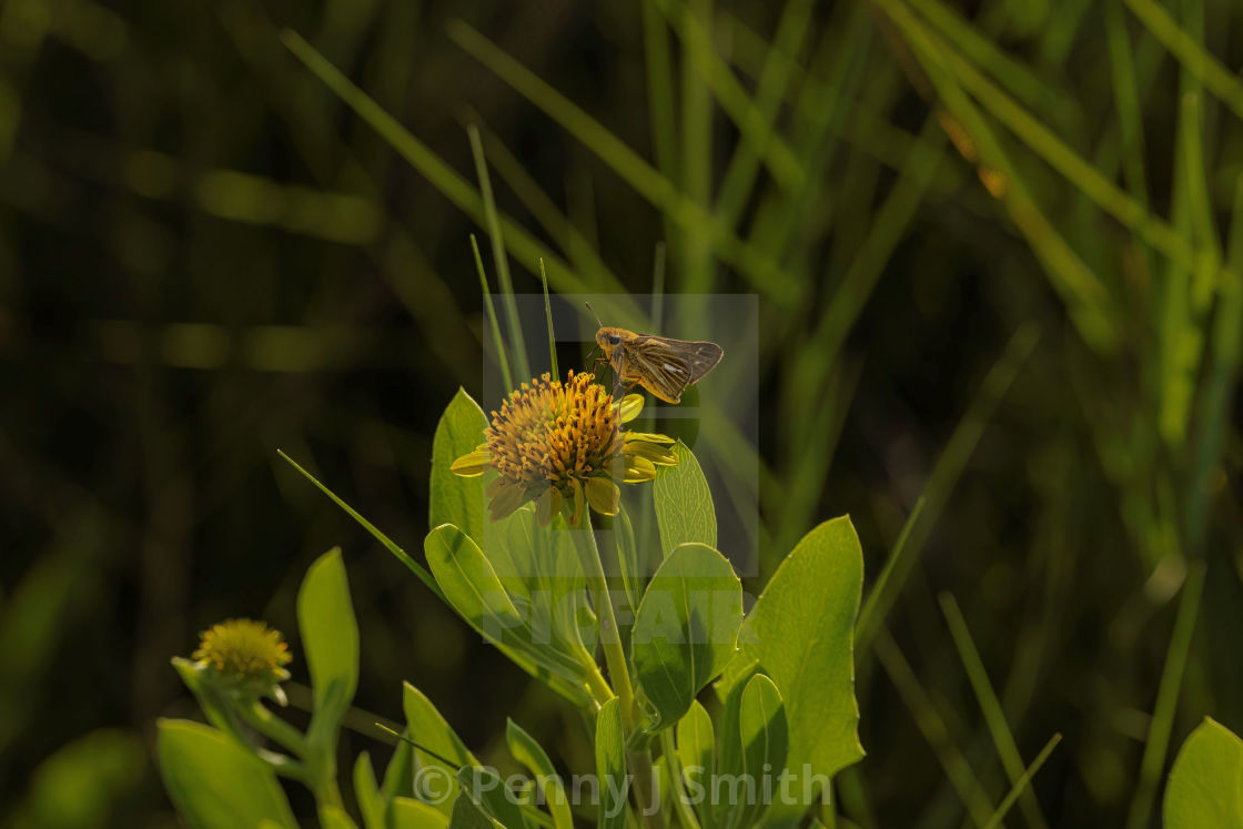 "Butterfly on Flower" by Penny J Smith - $12.13 "Butterfly on Flower" stock image