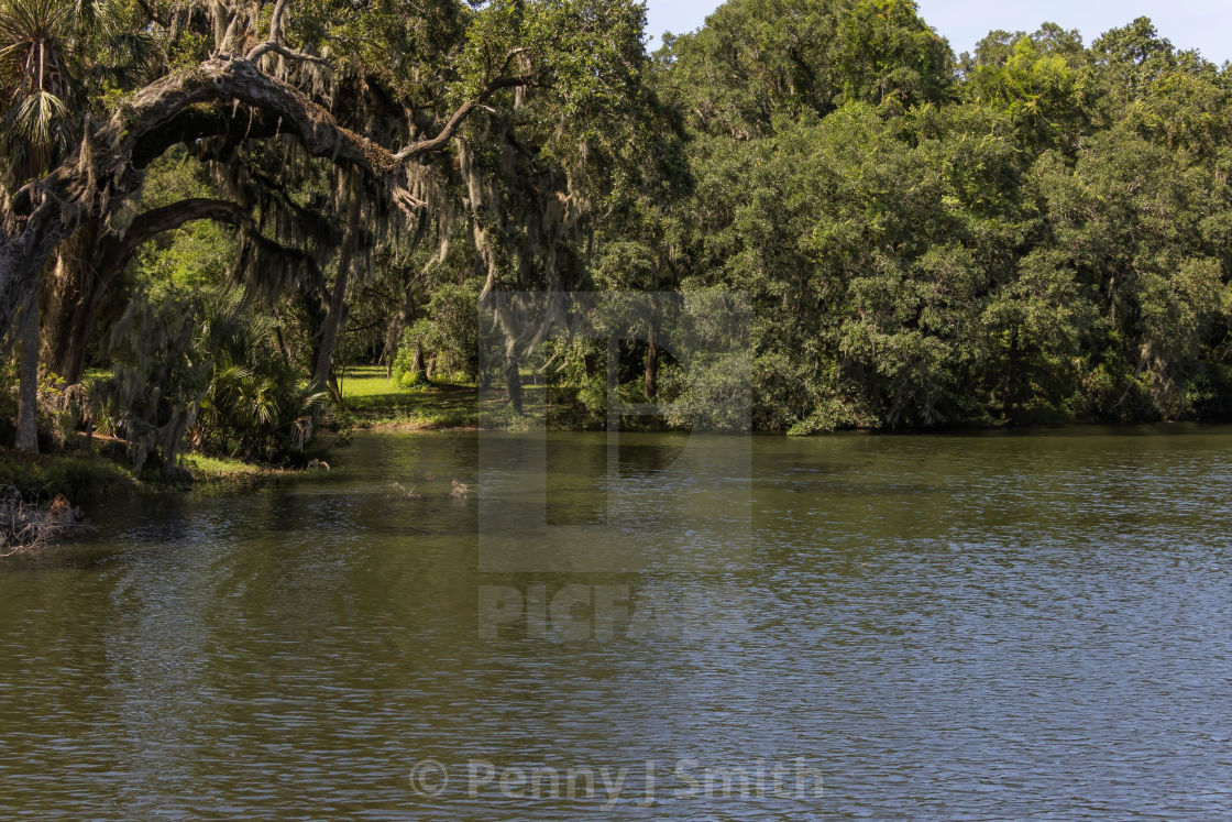"Oaks Over The Water" by Penny J Smith - $12.13 "Oaks Over The Water" stock image