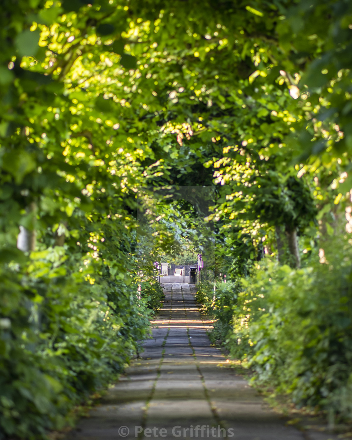 "Birdcage Walk" stock image