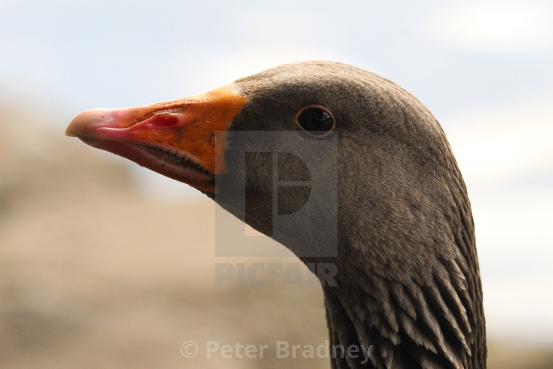 "BeaK ind" stock image