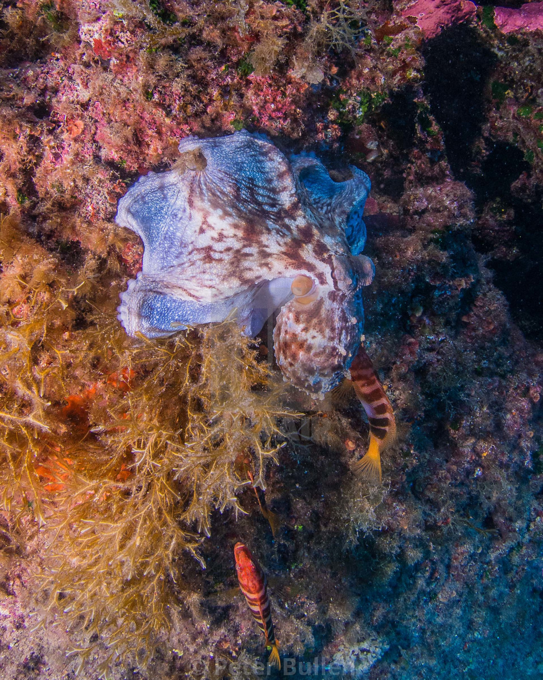 "Mantling Octopus" stock image