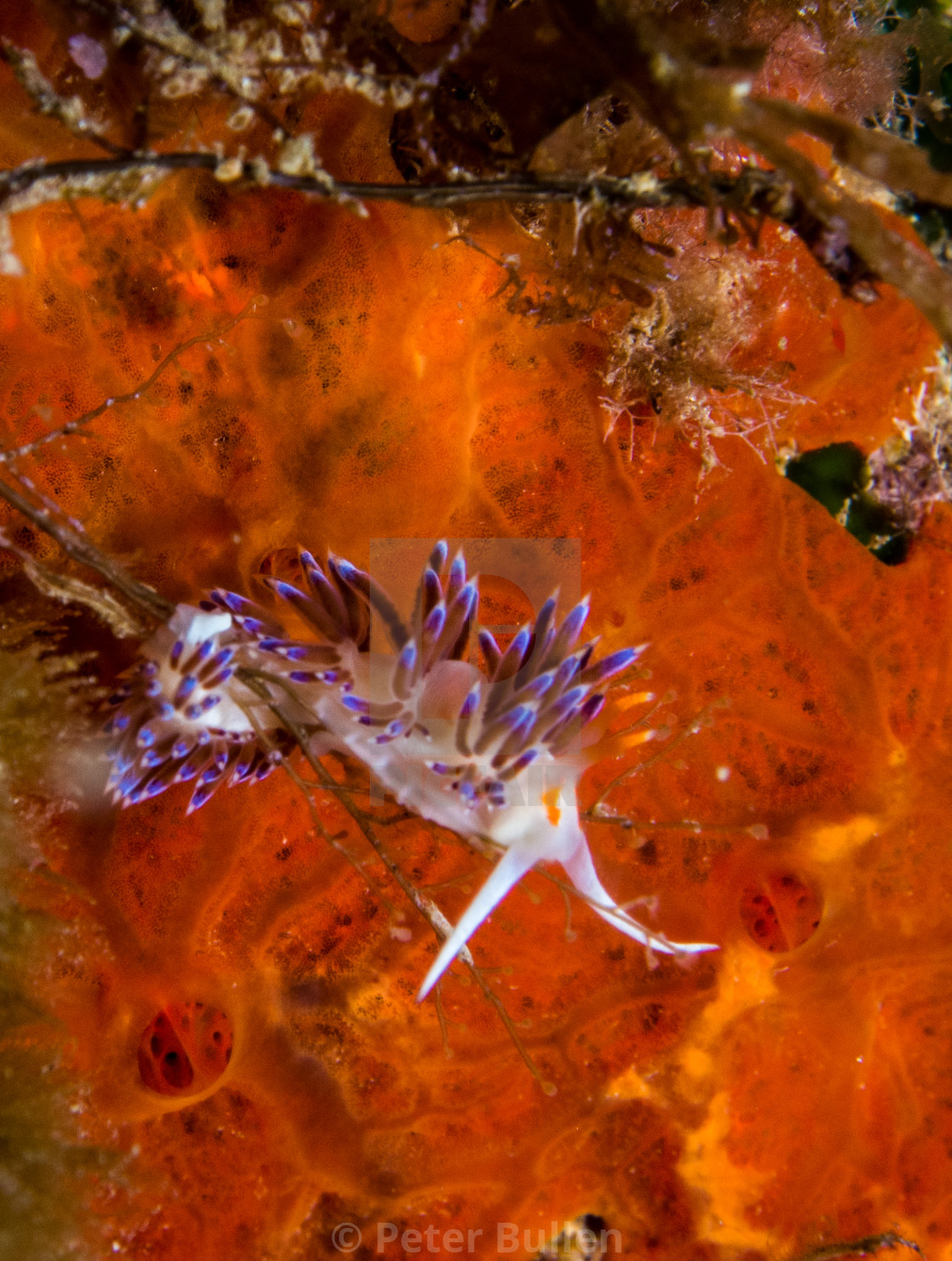 "Nudi on sponge" stock image