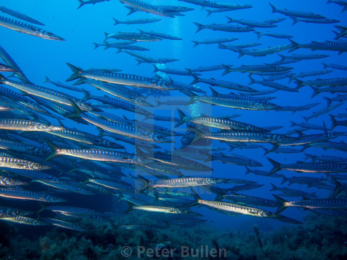 "Shoaling Barracuda" stock image