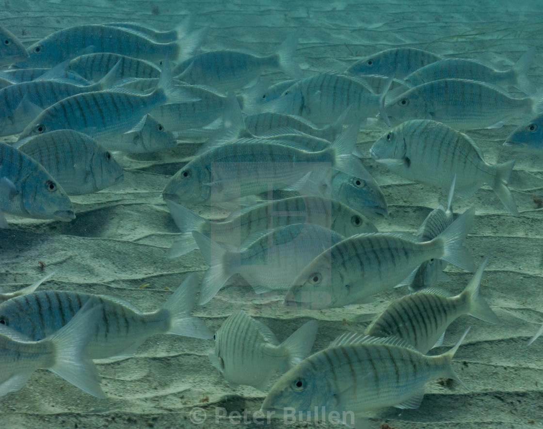 "Striped Bream" stock image