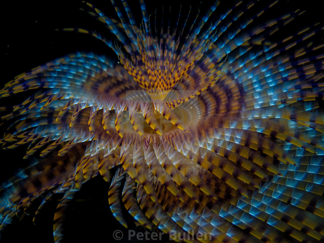 "Tube worm" stock image