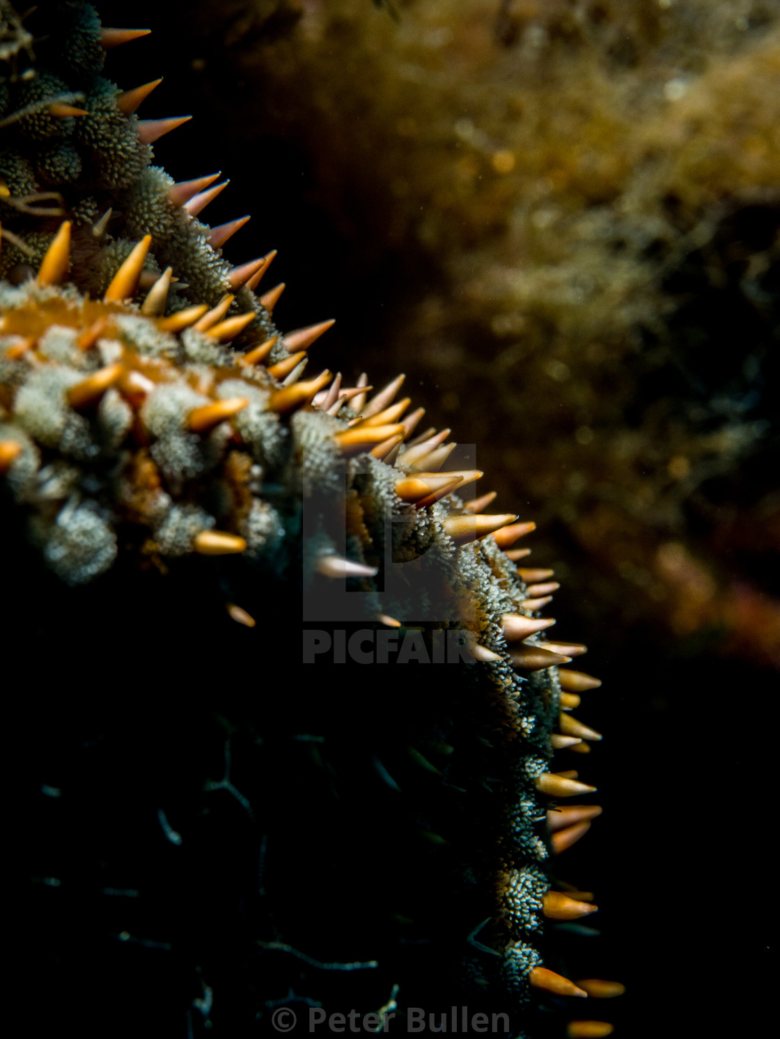 "Spiny Starfish detail" stock image