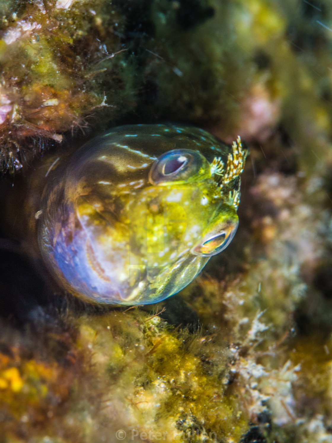 "Blenny" stock image