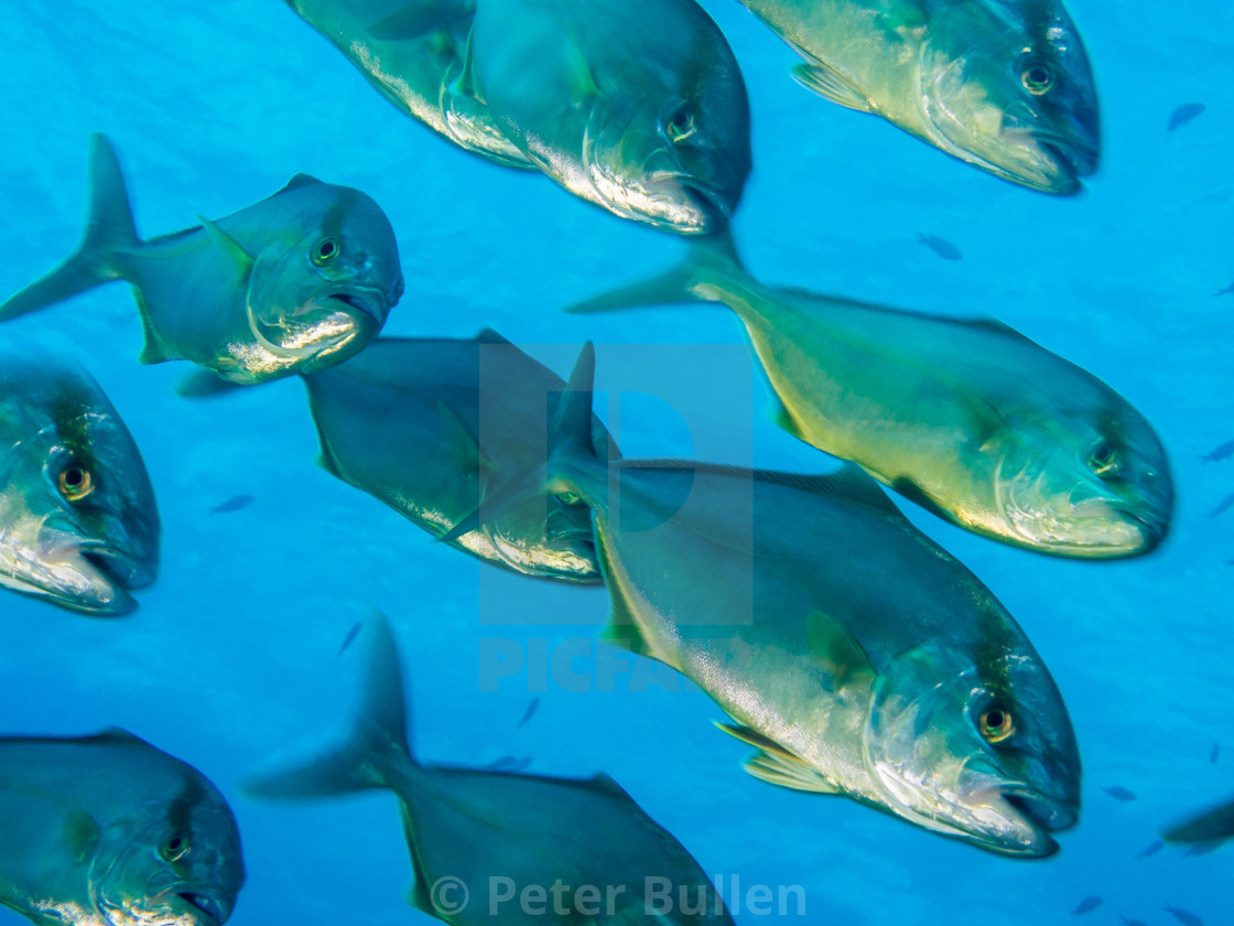 "Hunting Amberjack" stock image