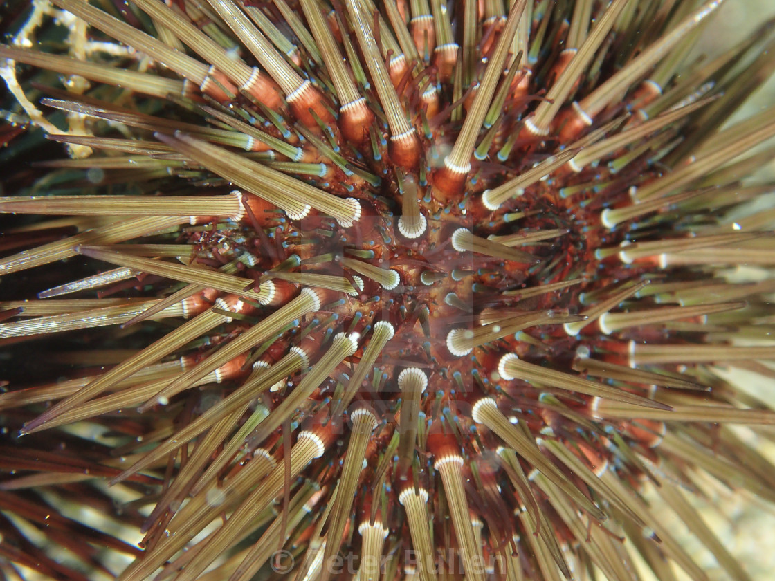 "Sea Urchin close up" stock image